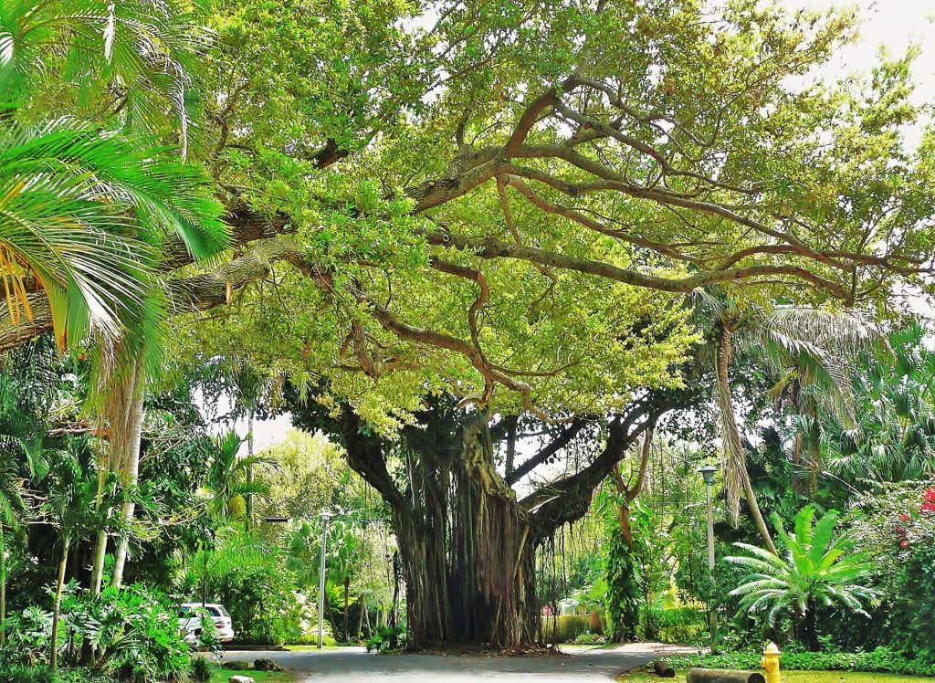 Coconut Grove in Miami